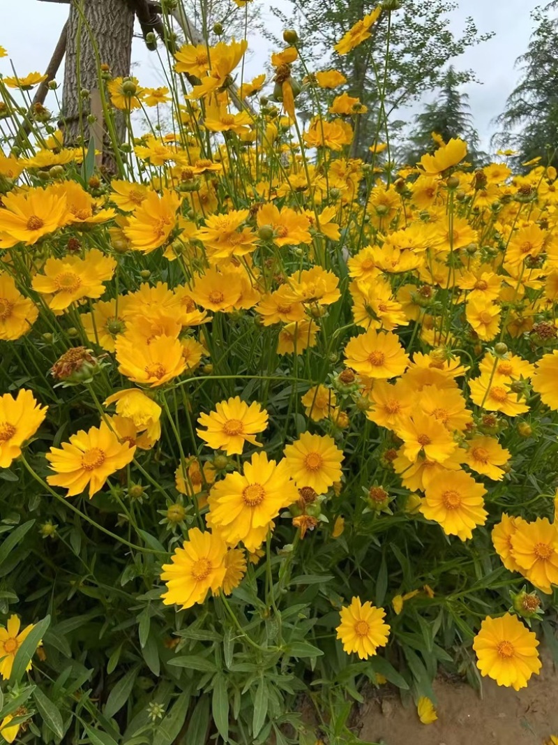 金鸡菊种子多年生宿根大花金鸡菊花籽四季易活景观花海色块花