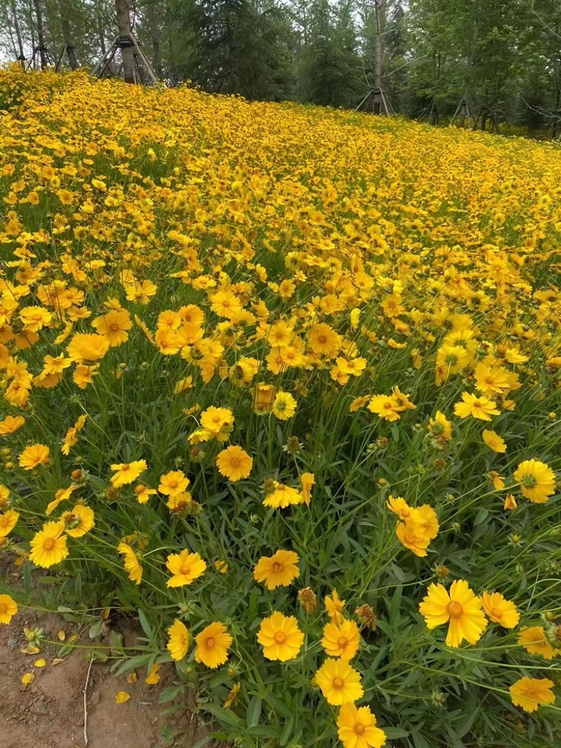 金鸡菊种子多年生宿根大花金鸡菊花籽四季易活景观花海色块花