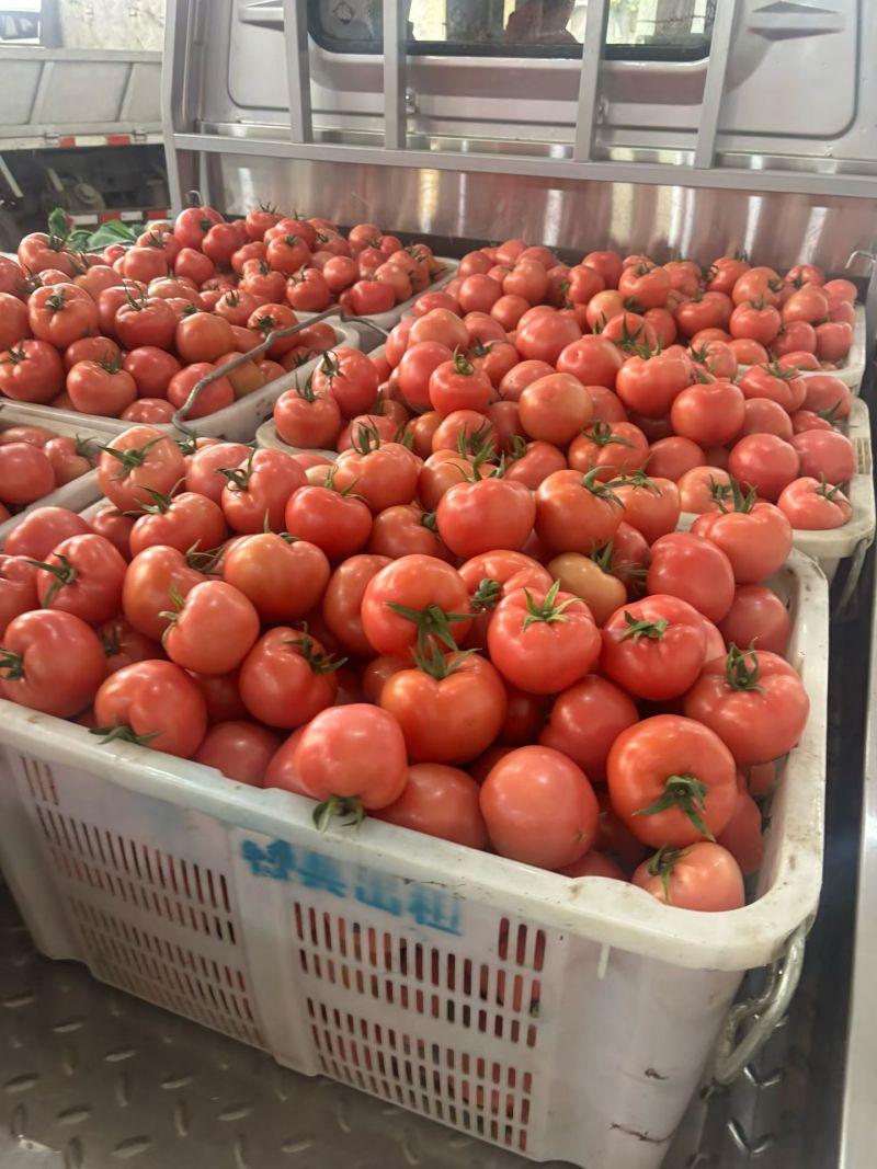 精品西红柿对接电商市场商超一手货源全国发货
