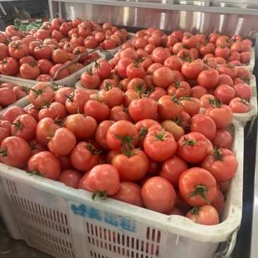 精品西红柿对接电商市场商超一手货源全国发货