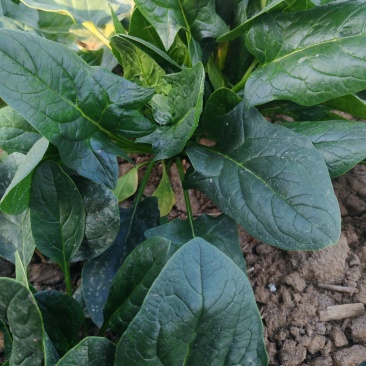 大棚菠菜