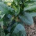 大棚菠菜