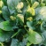 大棚菠菜