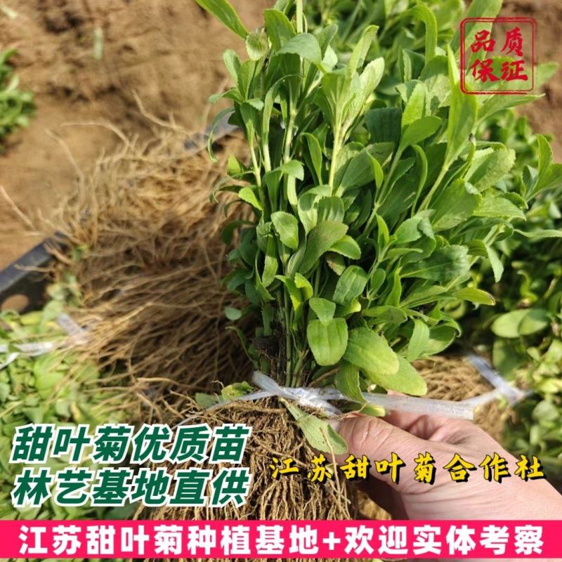 甜叶菊苗甜菊叶苗阳台盆栽甜叶菊苗甜叶菊幼苗甜叶薄荷苗