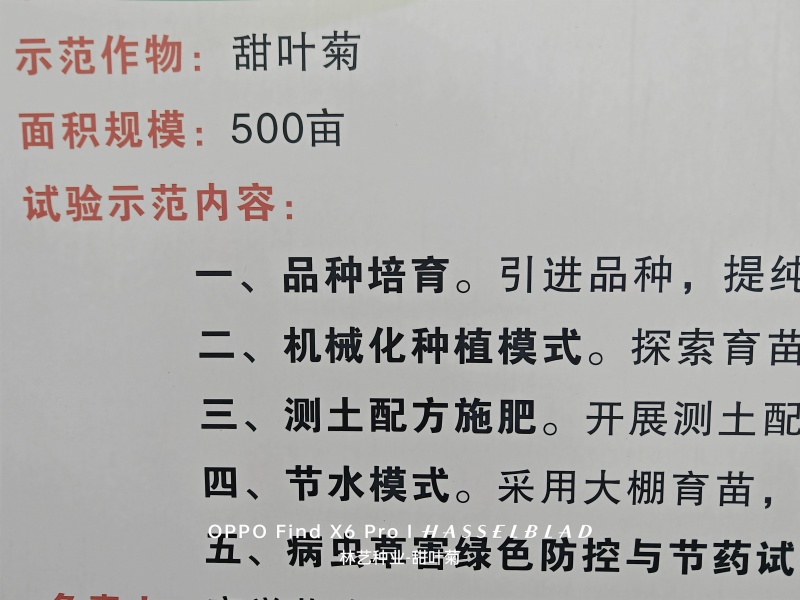 甜叶菊苗甜菊叶苗阳台盆栽甜叶菊苗甜叶菊幼苗甜叶薄荷苗