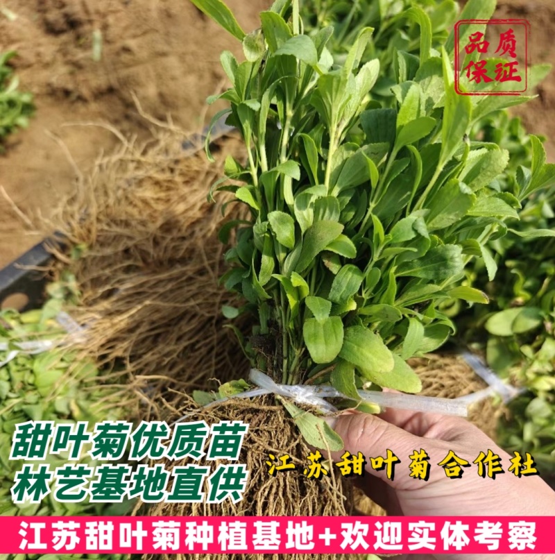 甜叶菊苗甜菊叶苗阳台盆栽甜叶菊苗甜叶菊幼苗甜叶薄荷苗