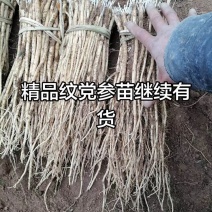 纹党参幼