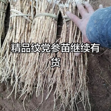 纹党参幼