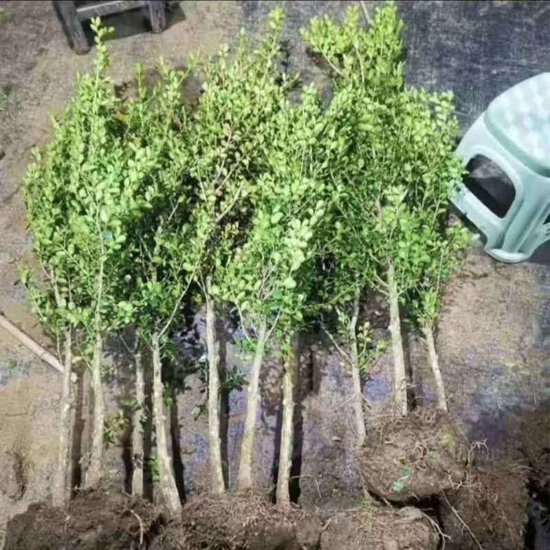 小叶瓜子黄杨树