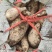 人参小白薯。几十万斤我是