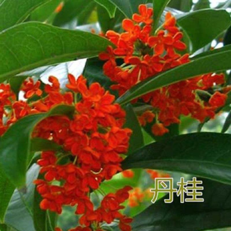 丹桂苗，大量供应40一2米高丹桂苗