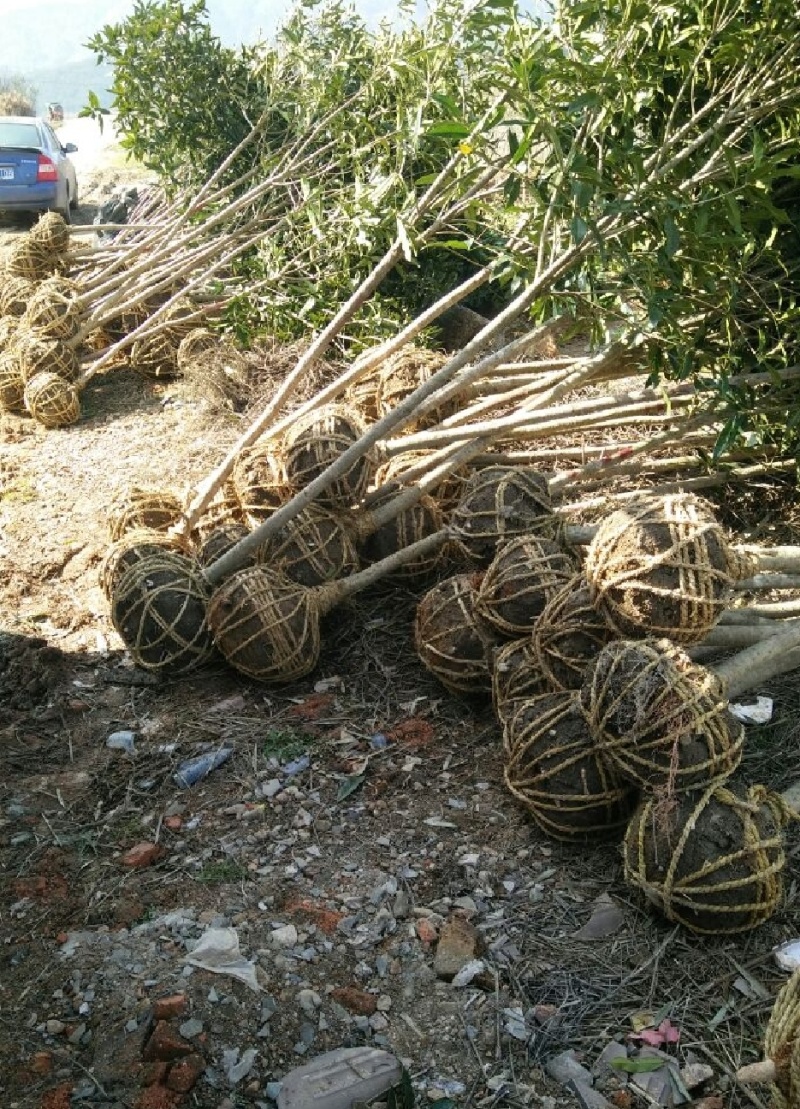 丹桂苗，大量供应40一2米高丹桂苗