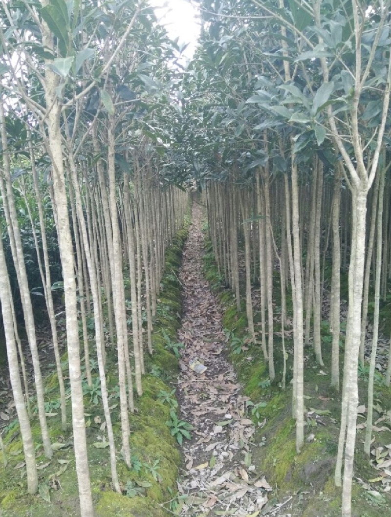 丹桂树