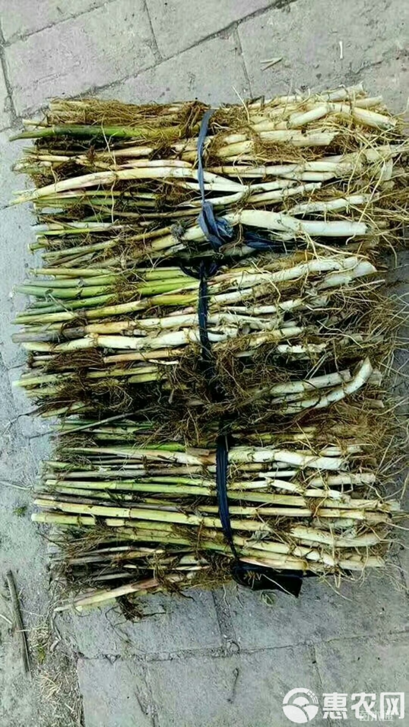 芦苇，根系发达，质量有保障