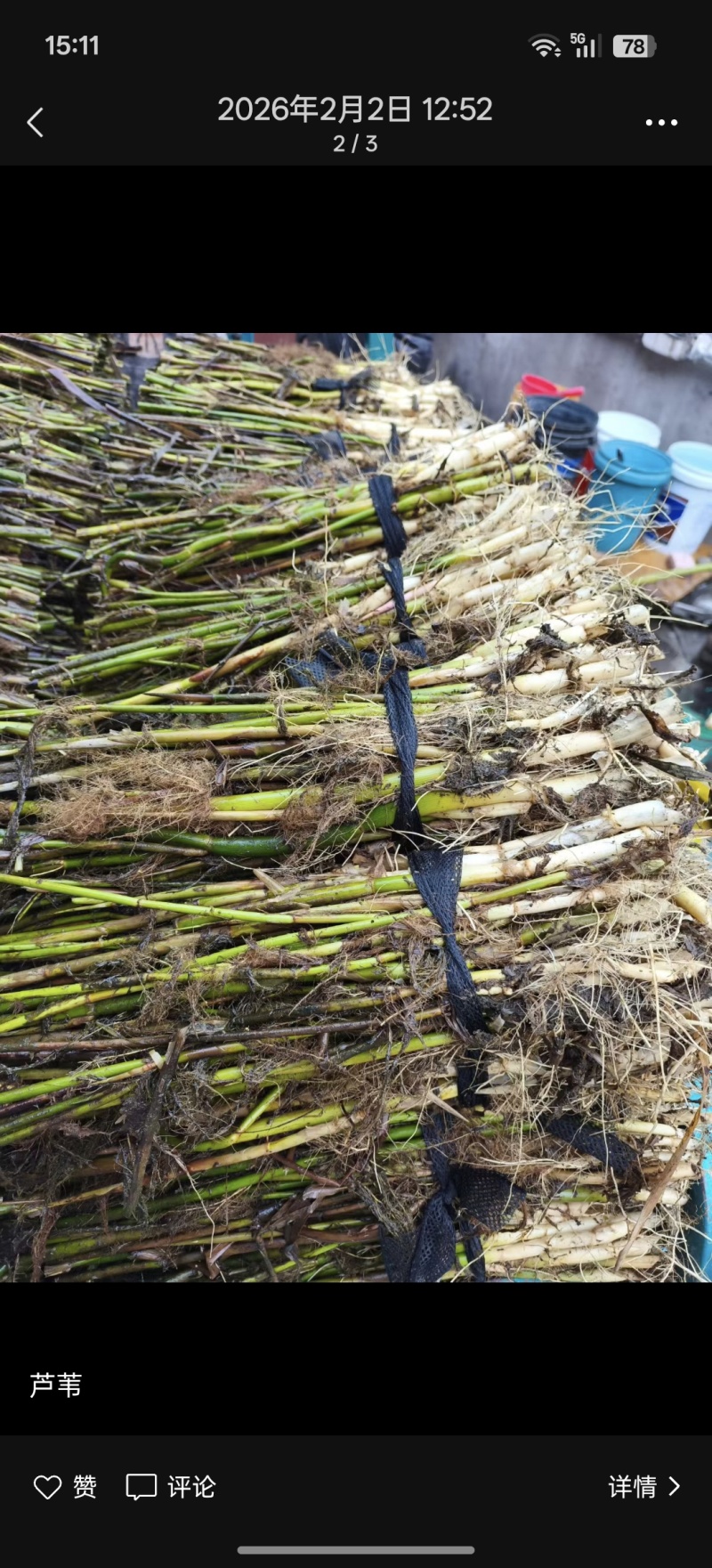 芦苇，根系发达，质量有保障
