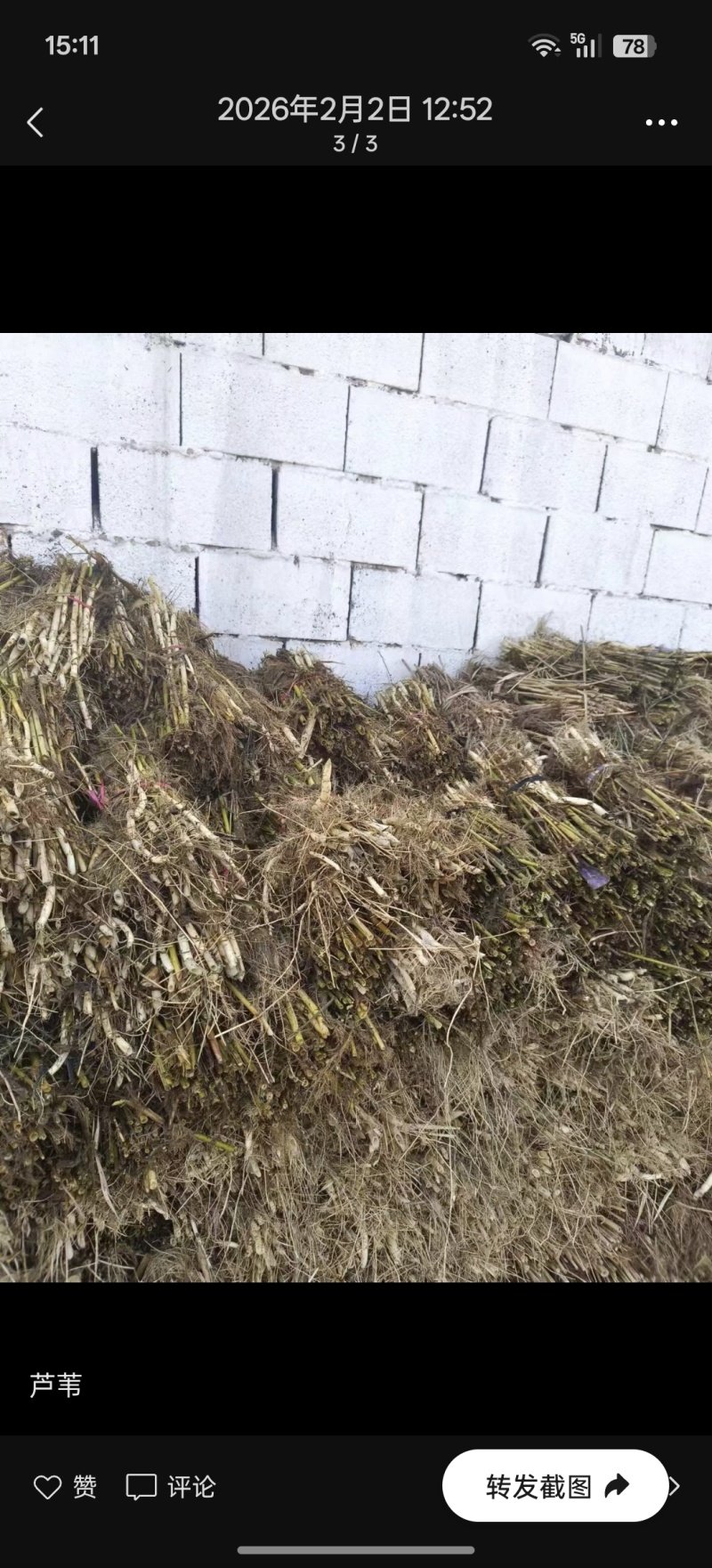 芦苇，根系发达，质量有保障