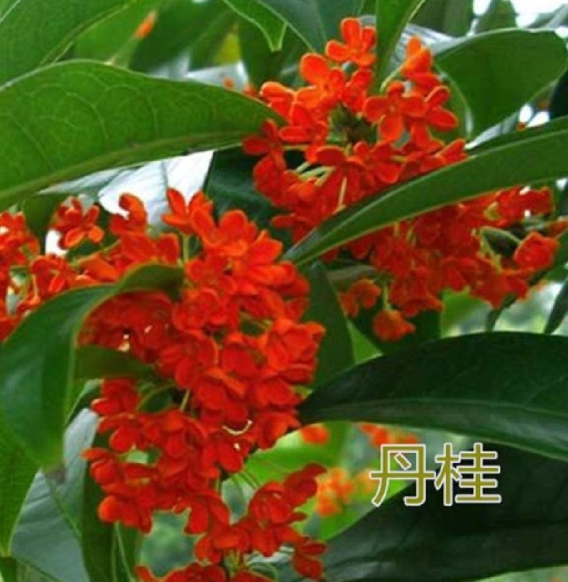 桂花树，红花丹桂苗，质量好价格优，大量出售，自产自销