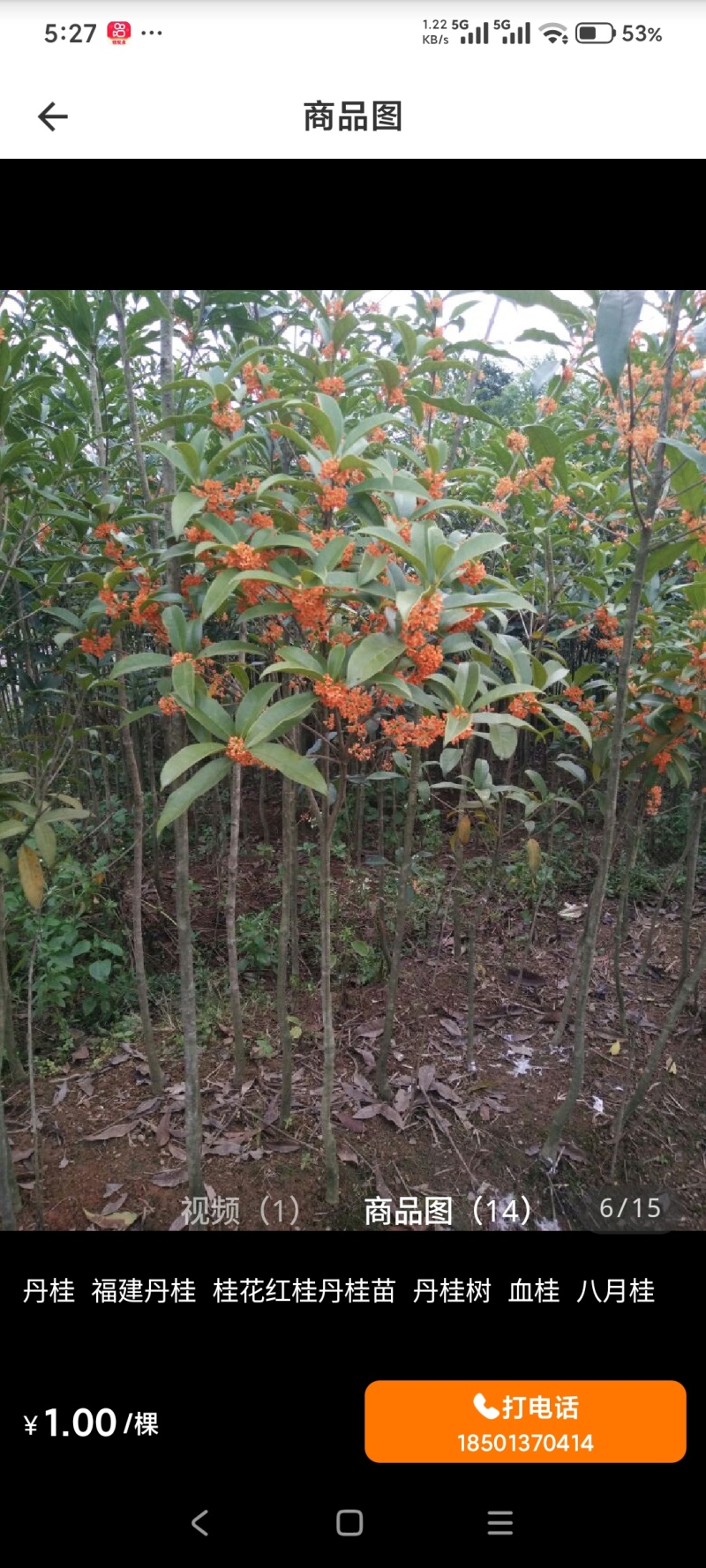 桂花树，红花丹桂苗，质量好价格优，大量出售，自产自销
