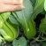 抗青一号耐热耐抽苔青菜种籽叶片肥厚青梗菜种籽200克一袋