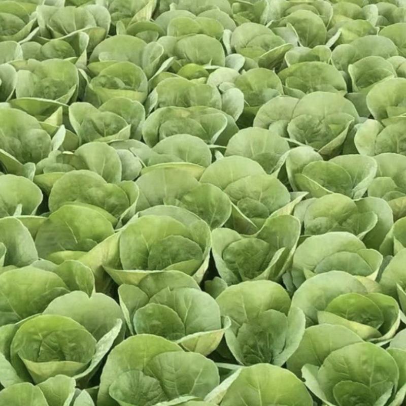 毛白菜快菜