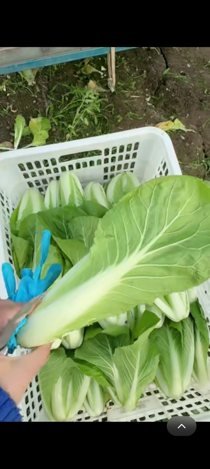 毛白菜快菜