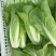 毛白菜快菜
