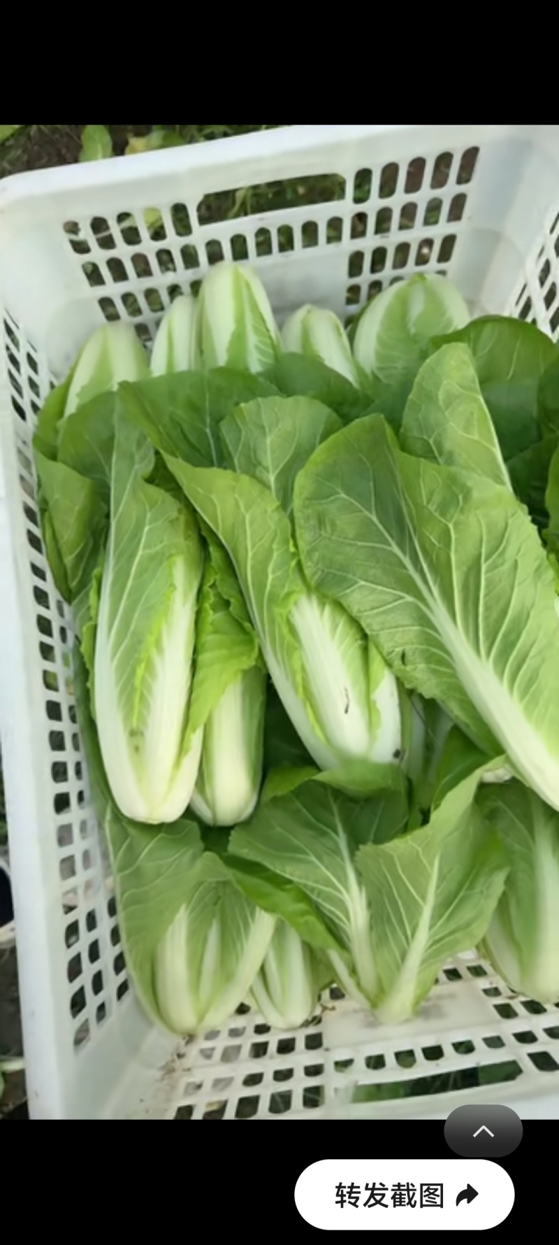毛白菜快菜