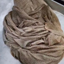 锡林浩特黄牛牛百叶新鲜干净无碱水火锅食材批发产地直供