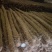 精品白玉山药货源充足量大从优质量保证欢迎咨询