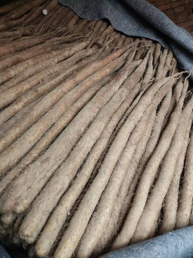 精品白玉山药货源充足量大从优质量保证欢迎咨询