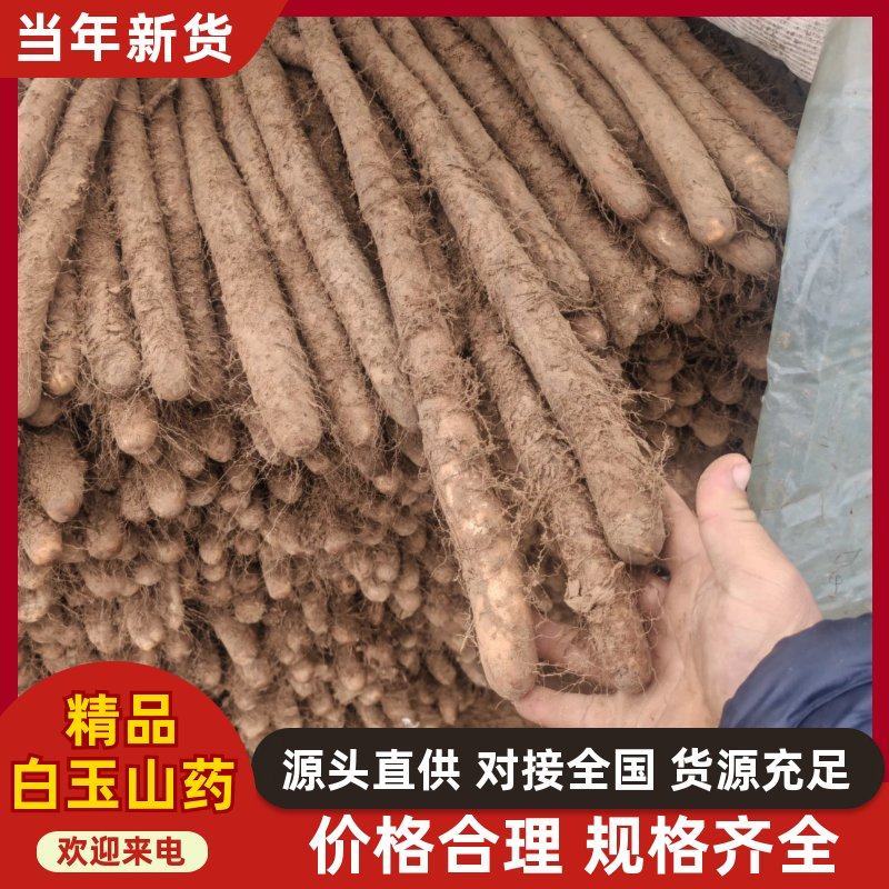 精品白玉山药货源充足量大从优质量保证欢迎咨询