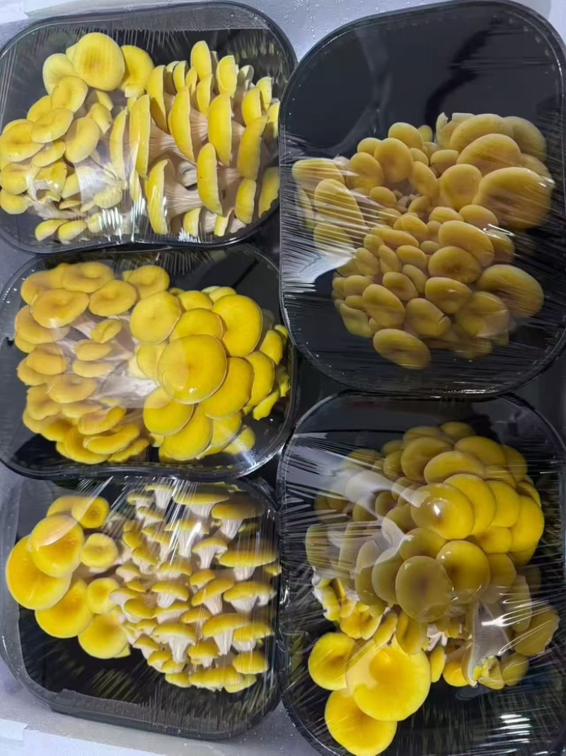 榆黄蘑精品