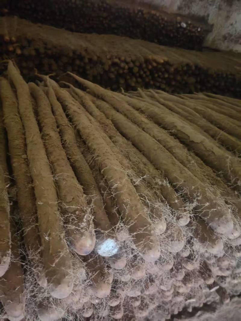 精品白玉山药货源充足产地直发质量保证诚信经营欢迎咨询