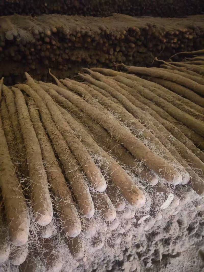 精品白玉山药货源充足产地直发质量保证诚信经营欢迎咨询
