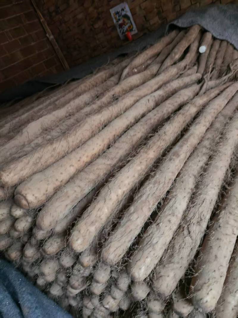 精品白玉山药货源充足产地直发质量保证诚信经营欢迎咨询