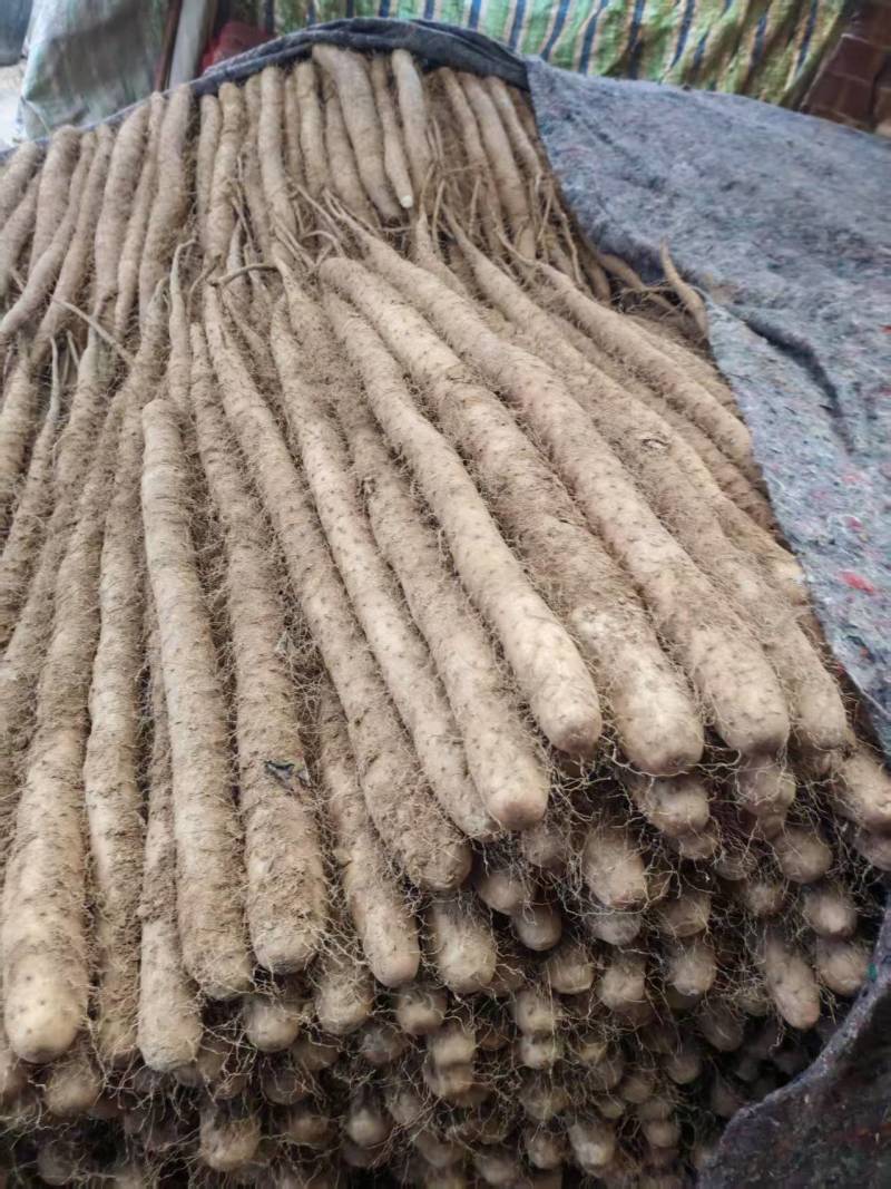 精品白玉山药货源充足产地直发质量保证诚信经营欢迎咨询