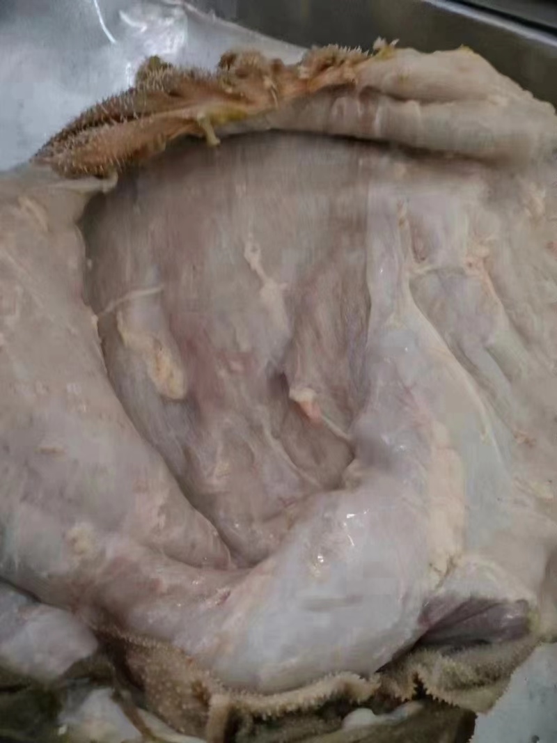 锡林浩特黄牛牛百叶新鲜干净无碱水火锅食材批发产地直供