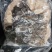 锡林浩特黄牛牛百叶新鲜干净无碱水火锅食材批发产地直供