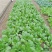 抗青一号耐热耐抽苔青菜种籽叶片肥厚青梗菜种籽200克一袋