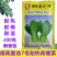 抗青一号耐热耐抽苔青菜种籽叶片肥厚青梗菜种籽200克一袋