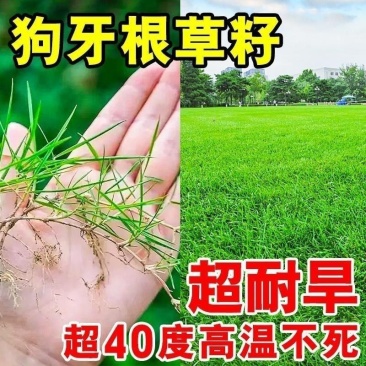 狗牙根种子耐热百慕大护坡草籽绿化四季常青耐旱耐践踏庭院