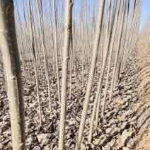 杨树苗大量出售