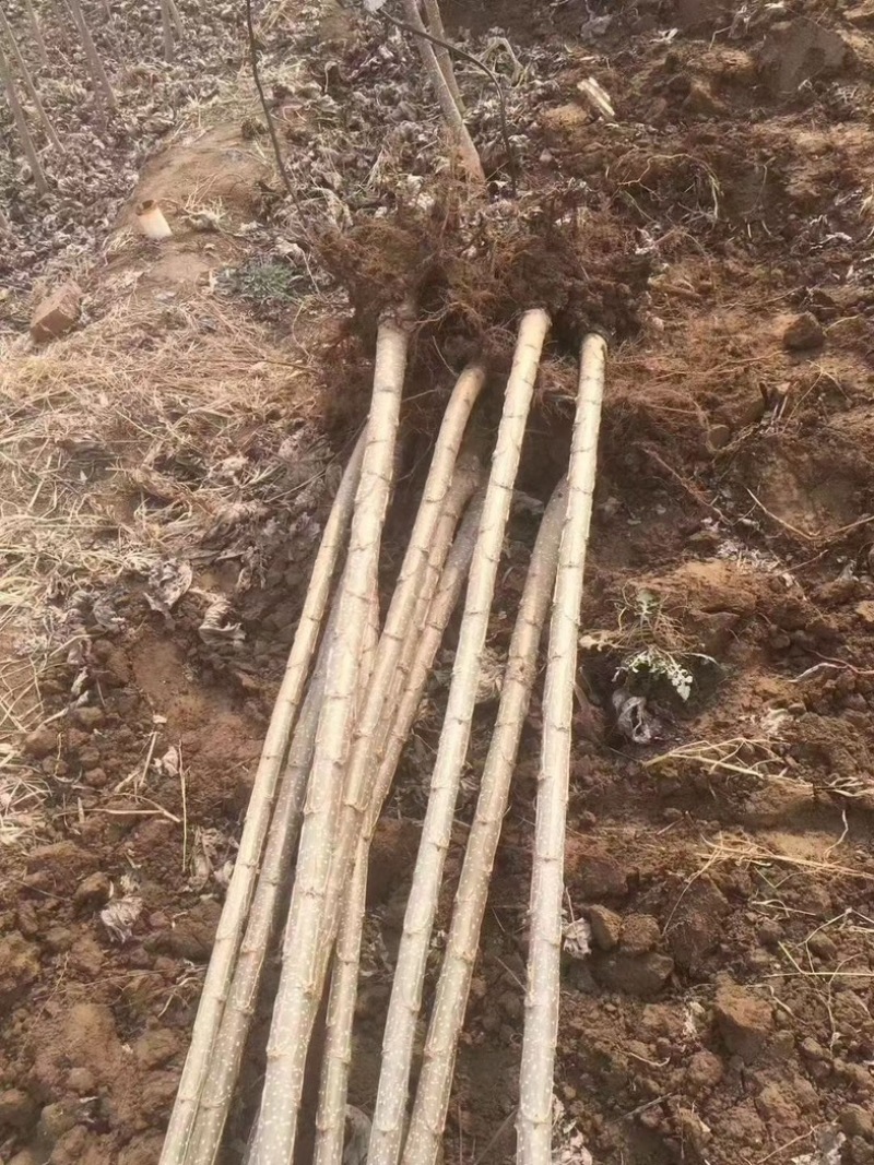 杨树苗大量出售