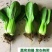 抗青一号耐热耐抽苔青菜种籽叶片肥厚青梗菜种籽200克一袋