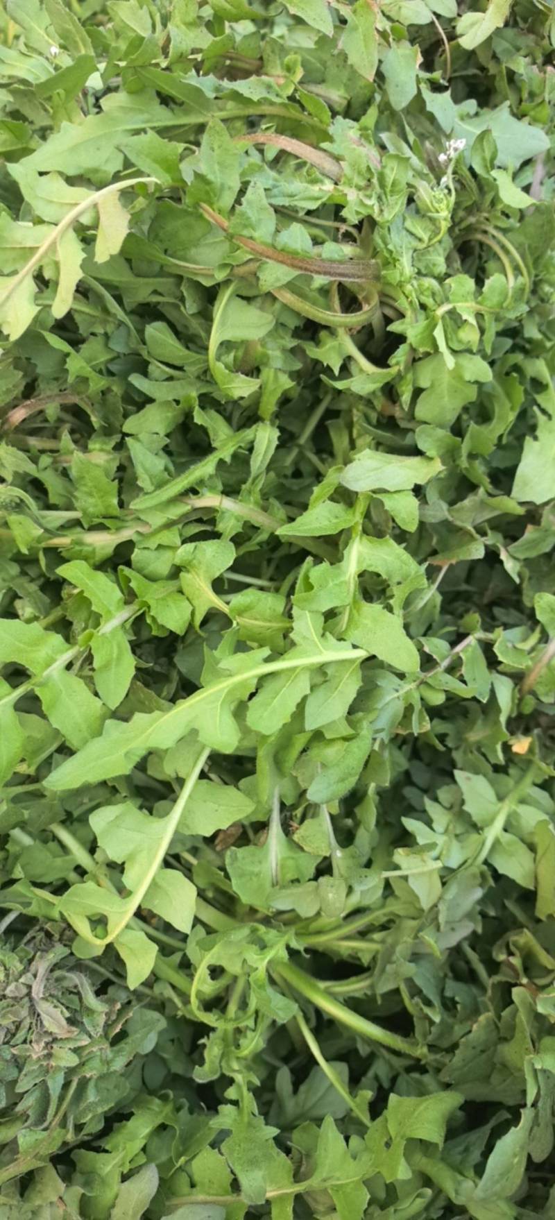 荠菜