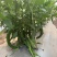 孟连湘研2307号辣椒出售