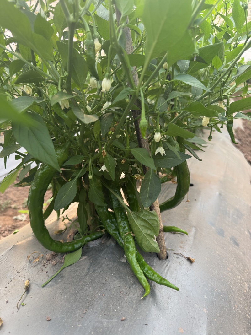 孟连湘研2307号辣椒出售