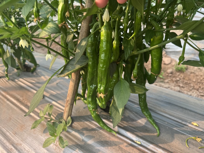 孟连湘研2307号辣椒出售