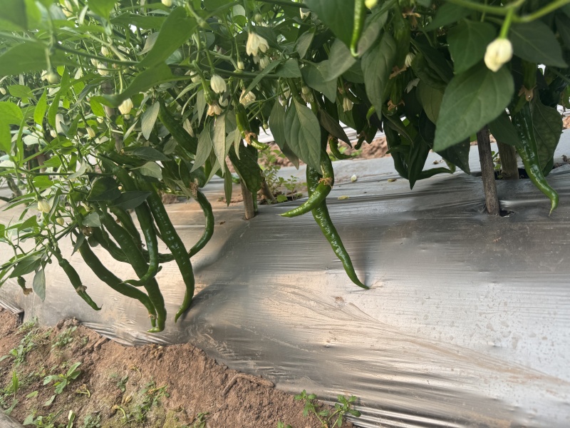 孟连湘研2307号辣椒出售