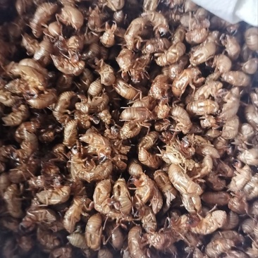 精选蝉蜕蝉脱中药材蝉蜕壳蝉壳蝉衣蝉皮蝉退虫退知了壳皮